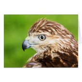 Juvenile Red Tailed Hawk Cards (Front Horizontal)