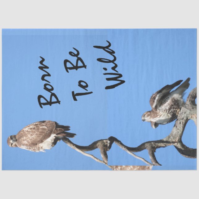 Juvenile Red Tailed Hawk composite  Tissue Paper (Front)