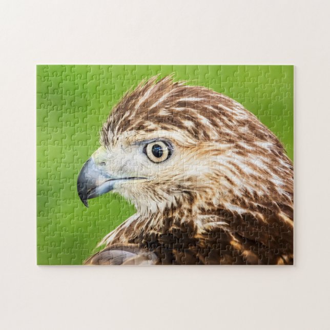 Juvenile Red Tailed Hawk Jigsaw Puzzle (Horizontal)
