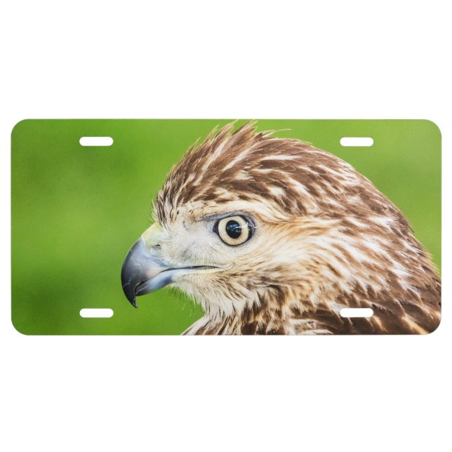 Juvenile Red Tailed Hawk License Plate (Front)