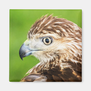 Juvenile Red Tailed Hawk Magnet