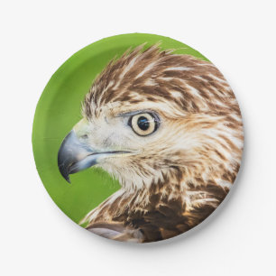 Juvenile Red Tailed Hawk Paper Plates