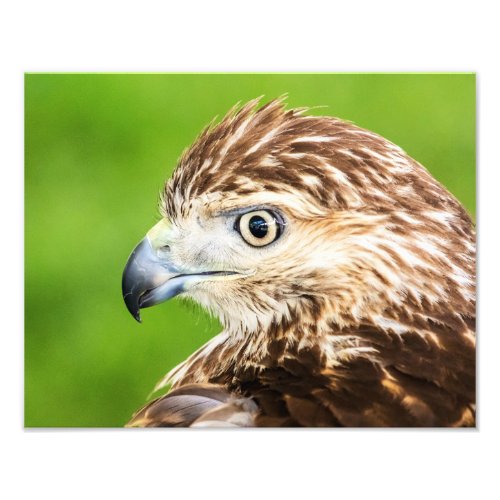 Juvenile Red Tailed Hawk Photo Print