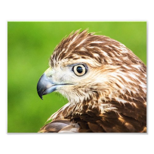 Juvenile Red Tailed Hawk Photo Print