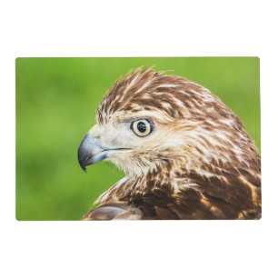 Juvenile Red Tailed Hawk Placemat