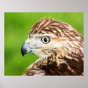 Juvenile Red Tailed Hawk Poster