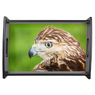 Juvenile Red Tailed Hawk Serving Tray