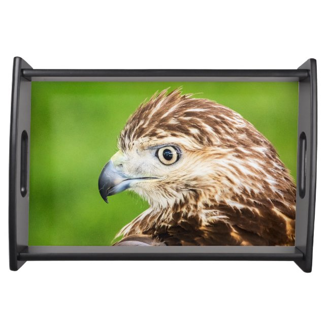 Juvenile Red Tailed Hawk Serving Tray (Front)