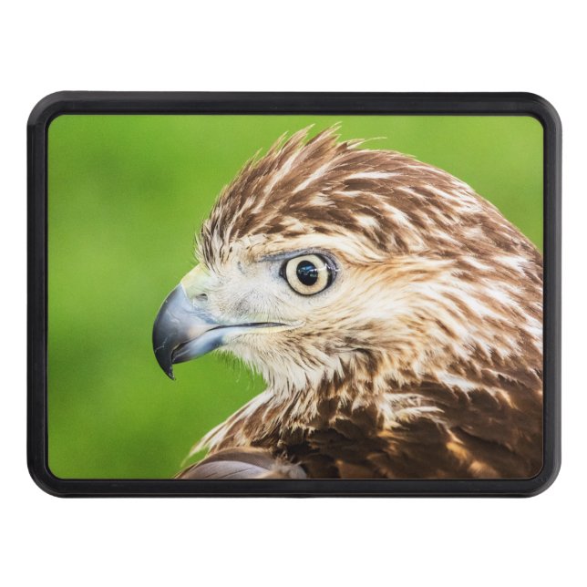 Juvenile Red Tailed Hawk Tow Hitch Cover (Front)