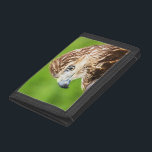 Juvenile Red Tailed Hawk Trifold Wallet<br><div class="desc">A portrait of a juvenile red tailed hawk. This photo was taken at a Birds of Prey event by Debbie Quick of Debs Creative Images. Debbie specializes in wildlife photography and every once in a while gets to photograph birds who are used for educational purposes. To see my photography by...</div>