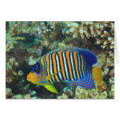 Juvenile Regal Angelfish Pygoplites (Front Horizontal)