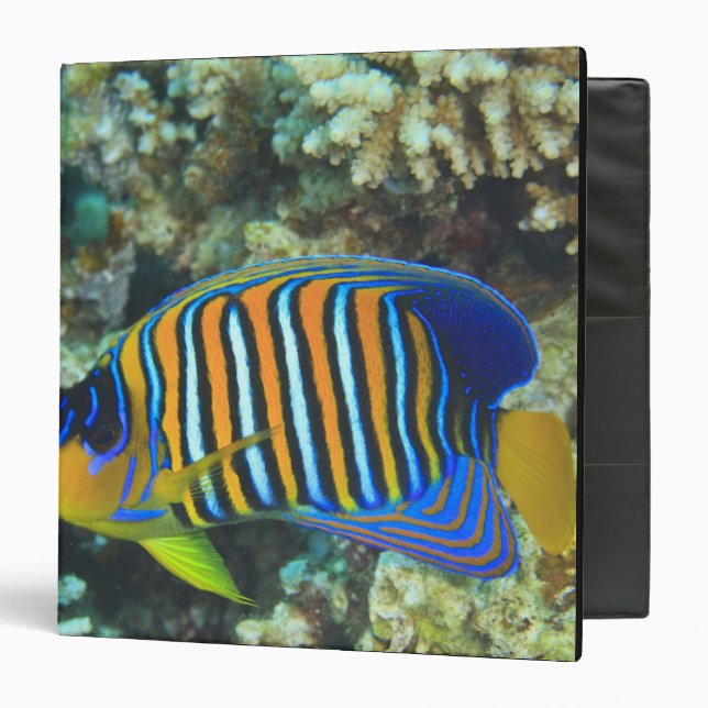 Juvenile Regal Angelfish Pygoplites 3 Ring Binder (Front/Inside)