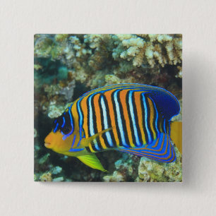 Juvenile Regal Angelfish Pygoplites Button