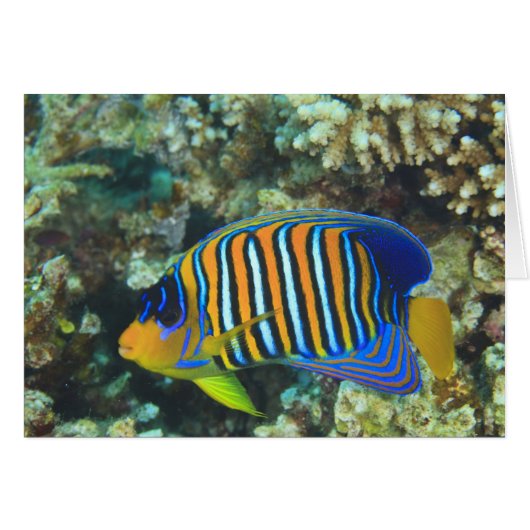 Juvenile Regal Angelfish Pygoplites Cards (Front Horizontal)