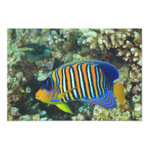 Juvenile Regal Angelfish Pygoplites Photo Print