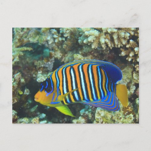 Juvenile Regal Angelfish Pygoplites Postcard