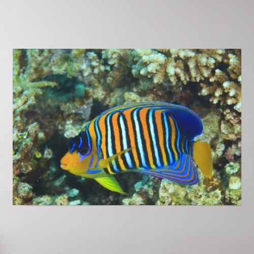 Juvenile Regal Angelfish Pygoplites Poster