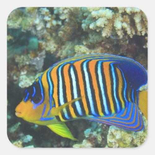 Juvenile Regal Angelfish Pygoplites Square Sticker