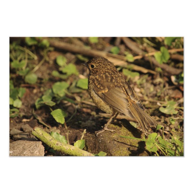 Juvenile Robin Photo Print (Front)