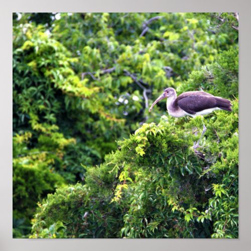 Juvenile White Ibis Poster