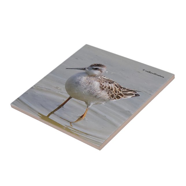 Juvenile Wilson's Phalarope Tile (Side)