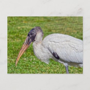 Juvenile Wood Stork Postcard by catherinesherman at Zazzle