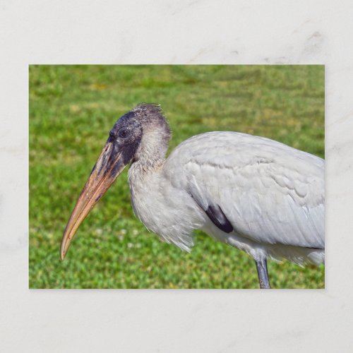 Juvenile Wood Stork Postcard