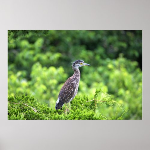 Juvenile Yellow_crowned Night_Heron Poster