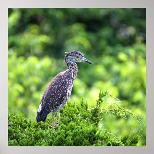 Juvenile Yellow_crowned Night_Heron Poster