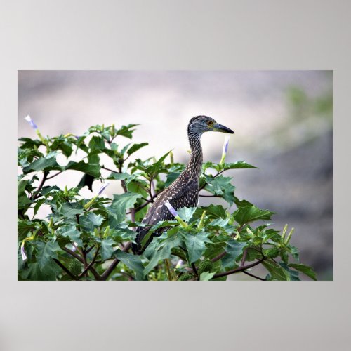 Juvenile Yellow_crowned Night Heron Poster