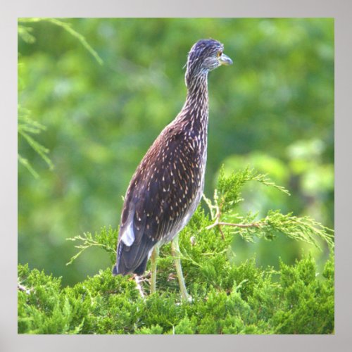 Juvenile Yellow_crowned Night_Heron Poster