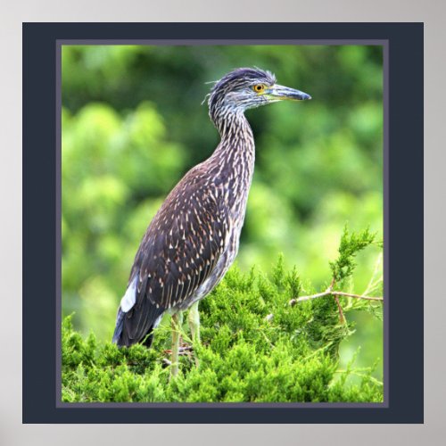 Juvenile Yellow_crowned Night_Heron Poster