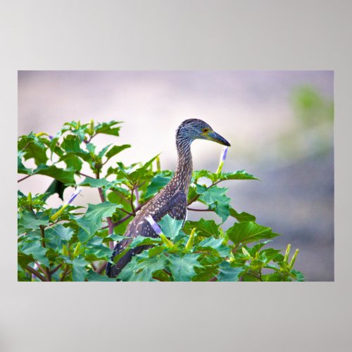 Juvenile Yellow_crowned Night Heron Poster