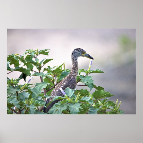 Juvenile Yellow_crowned Night Heron Poster