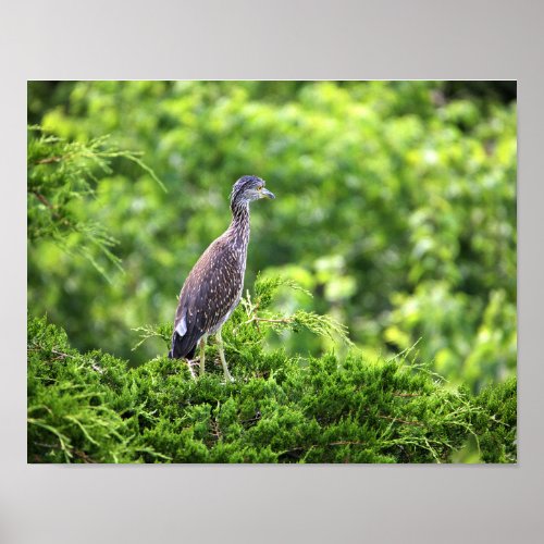 Juvenile Yellow_crowned Night_Heron Poster