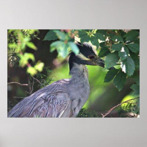 Juvenile Yellow_crowned Night_Heron Poster