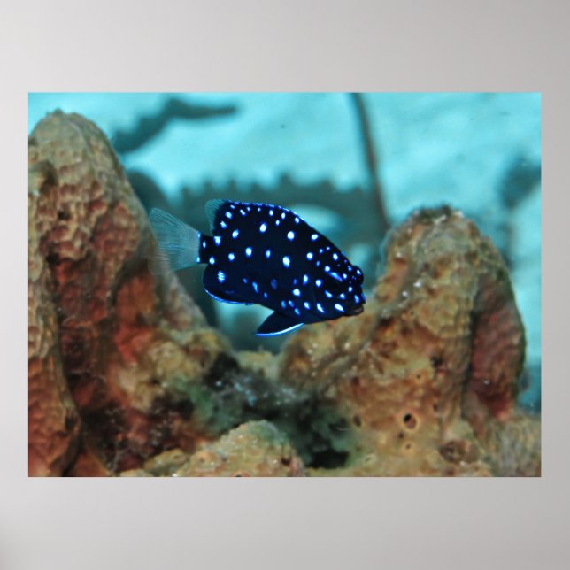 Juvenile Yellowtail Damselfish Poster (Front)