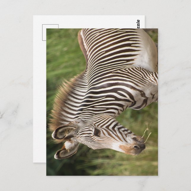 Juvenile Zebra Postcard (Front/Back)