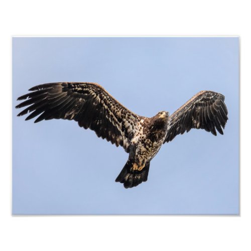 Juvie Eagle Overhead Photo Print
