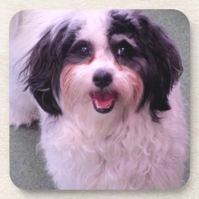 K-Cee Smiles Cute Dog Set Beverage Coaster (Front)