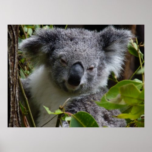 k for koala poster