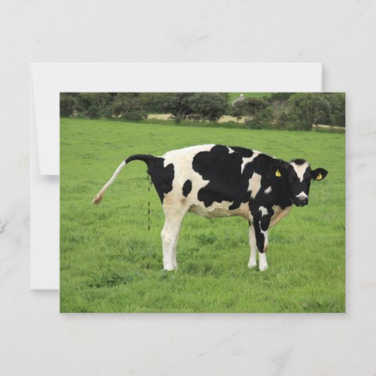 kackende Kuh (Front)