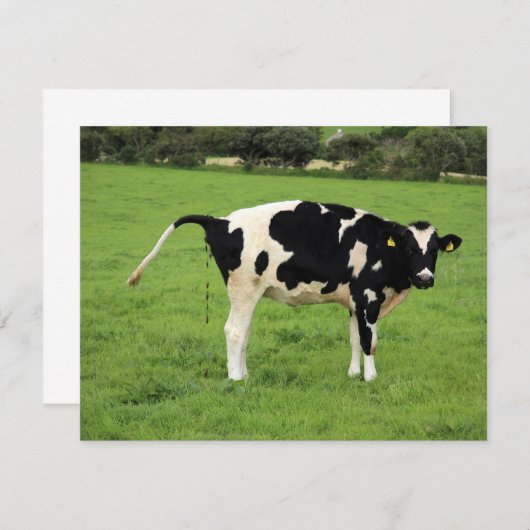 kackende Kuh (Front/Back)