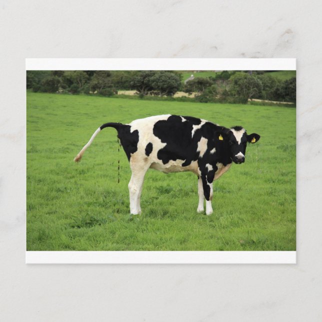 kackende Kuh Postcard (Front)