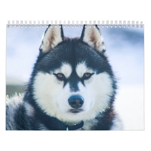 Kaeru The Husky Calendar