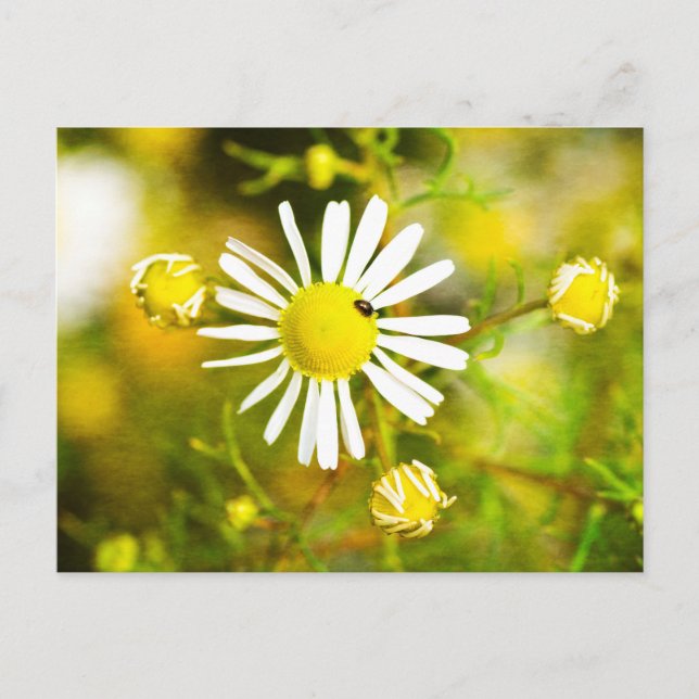 Käfer auf gelb - weiße  Blüte Postcard (Front)