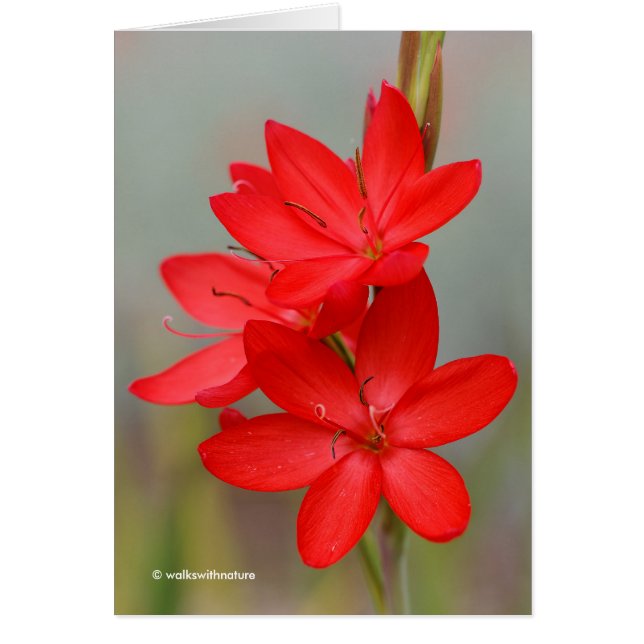 Kaffir Lily / River Lily / Hesperantha Coccinea (Front)