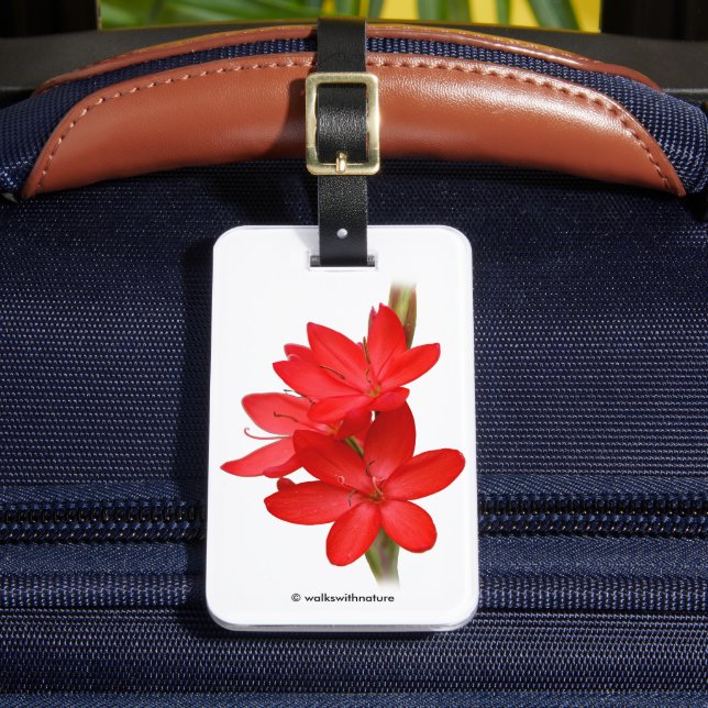 Kaffir Lily / River Lily / Hesperantha Coccinea Luggage Tag (Front Insitu 2)