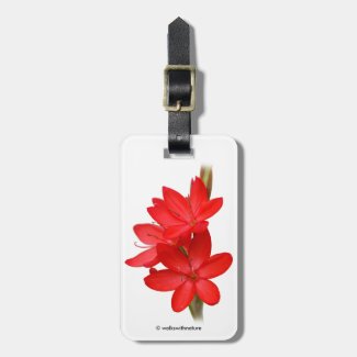 Kaffir Lily / River Lily / Hesperantha Coccinea Luggage Tag