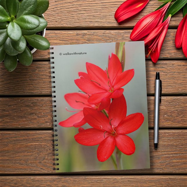 Kaffir Lily / River Lily / Hesperantha Coccinea Notebook (River Lily Hesperantha Coccinea Journal Cover Photo)